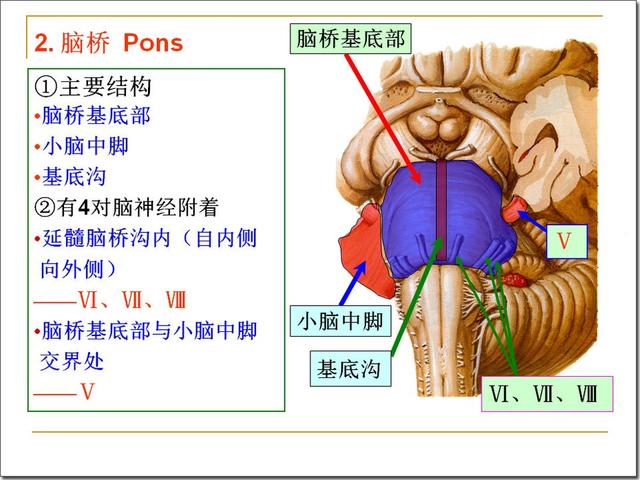 脑干解剖及损害分析