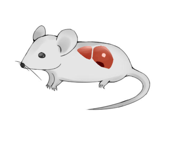 ps科研绘图肝癌小鼠肿瘤免疫5