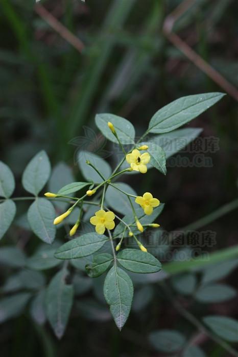 性味功效《全国中草药汇编》微苦,涩,温.活血祛瘀,生肌,收敛.