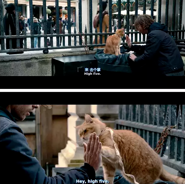 流浪猫鲍勃去世不是老死竟是死于车祸