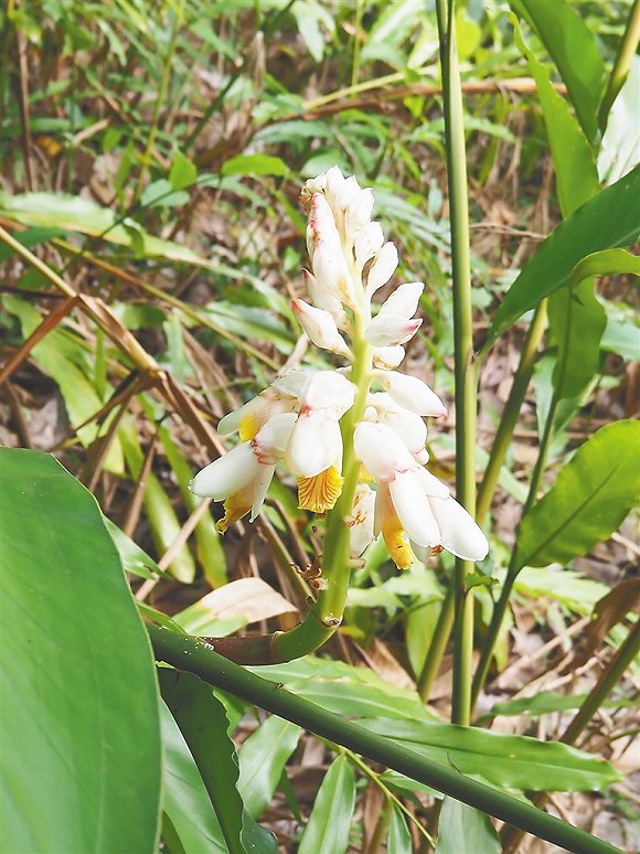 多姿多彩海南姜