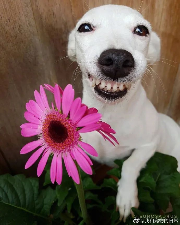 龇牙咧嘴太萌了一看就是来自幸福家庭的狗子
