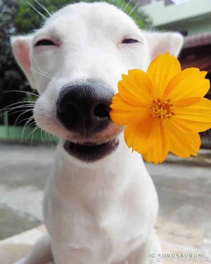 龇牙咧嘴太萌了一看就是来自幸福家庭的狗子