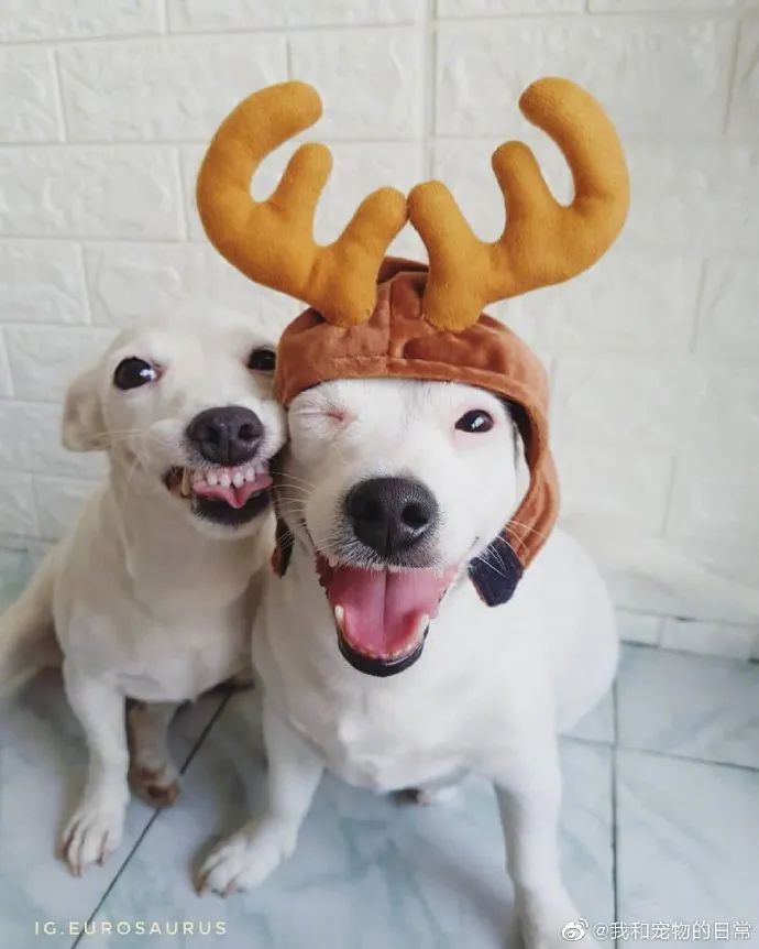 龇牙咧嘴太萌了一看就是来自幸福家庭的狗子