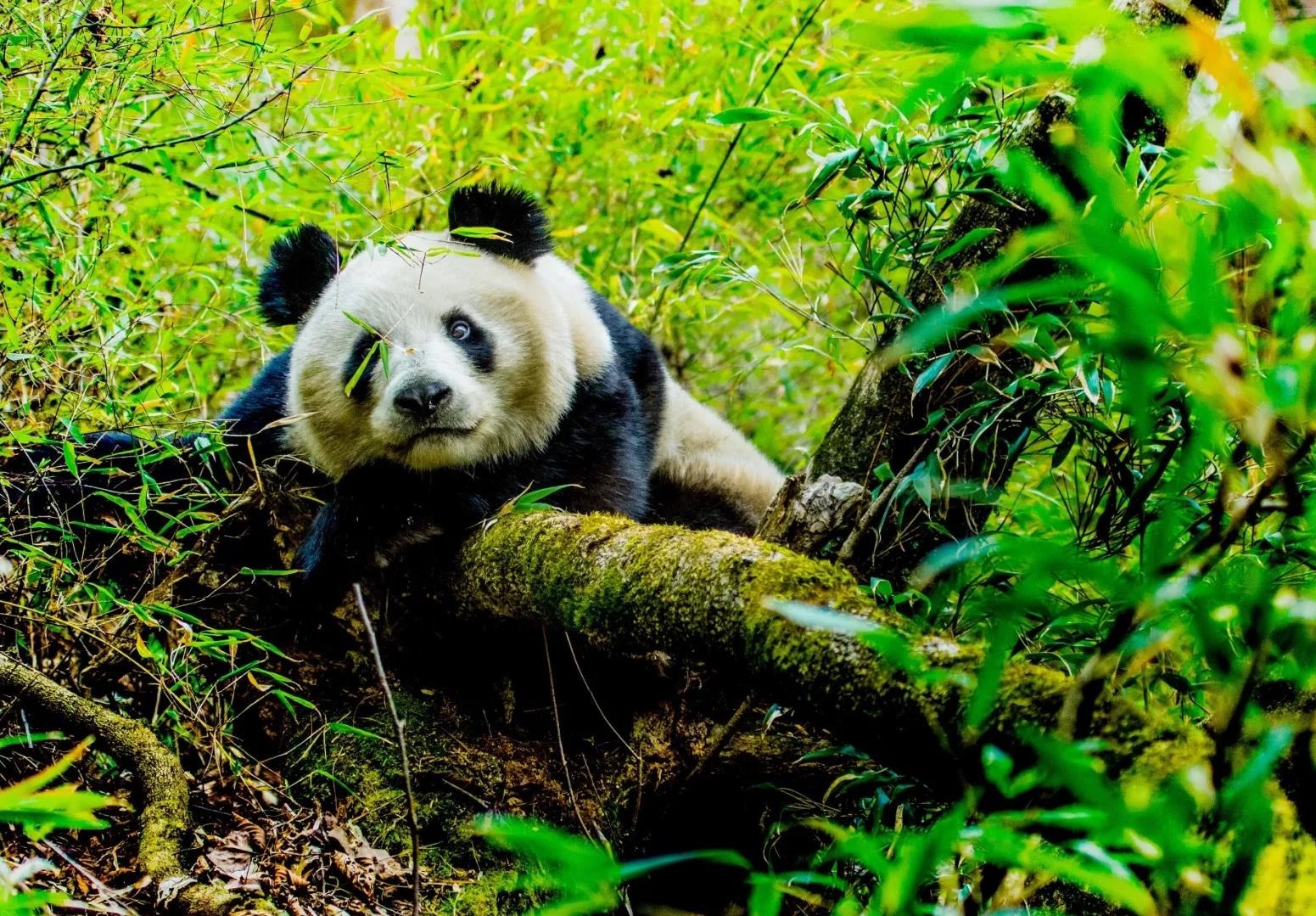 陕西佛坪县"秦岭守护人":坚守保护区40年