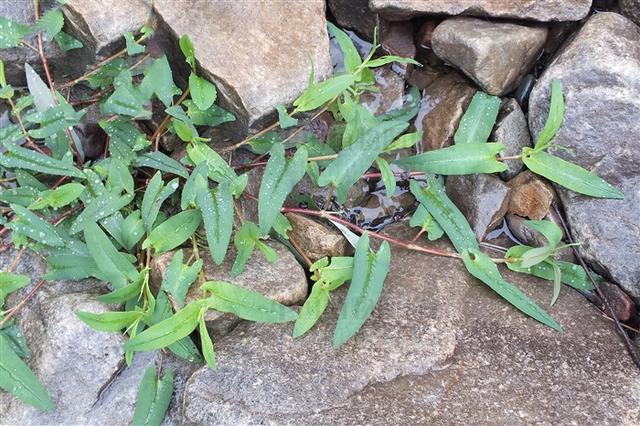 荞麦草,倒刺林,养麦刺,水红骨蛇,秋雀翘,降龙草,走游草,钩钧草,尖叶寥