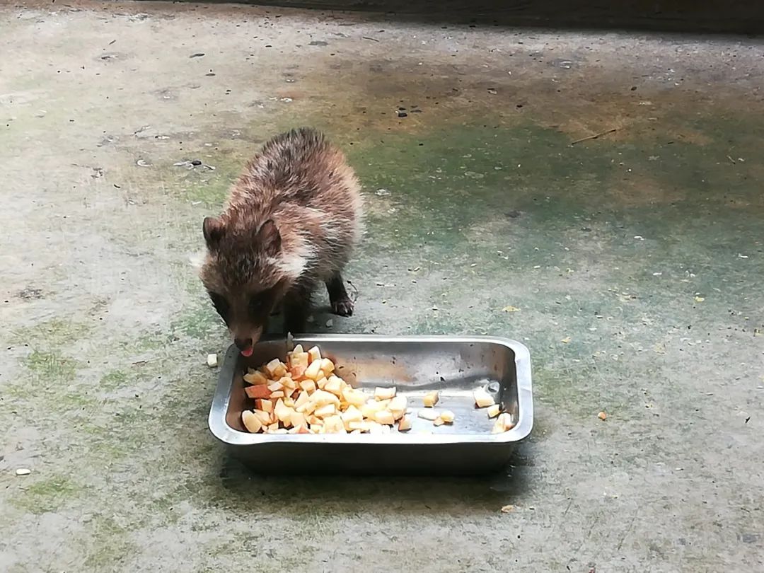 提示上海小区貉hé出没偶遇野生动物请这样做