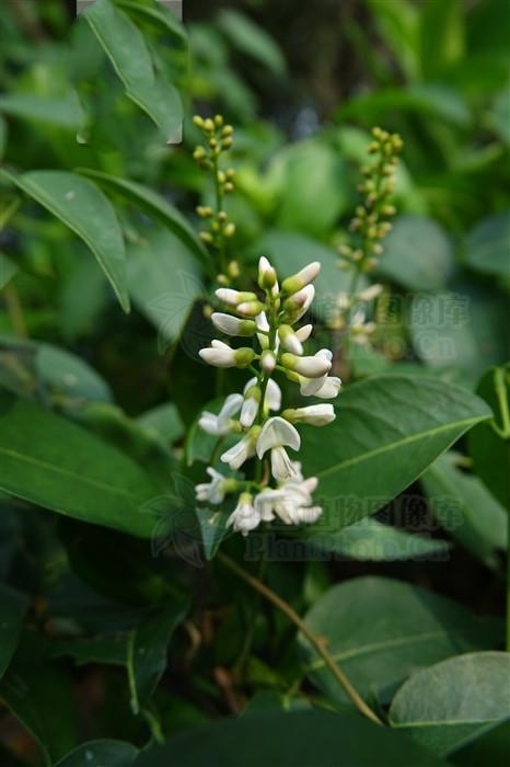 鱼藤,见过吗?大毒!外用治湿疹,癣症