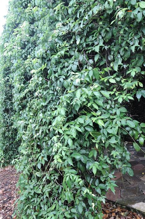 鱼藤,见过吗?大毒!外用治湿疹,癣症