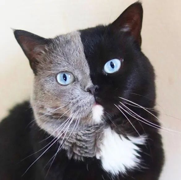 它最近当爹了另外这只双色猫叫narnia一半天使,一半魔鬼一半白,一半黑