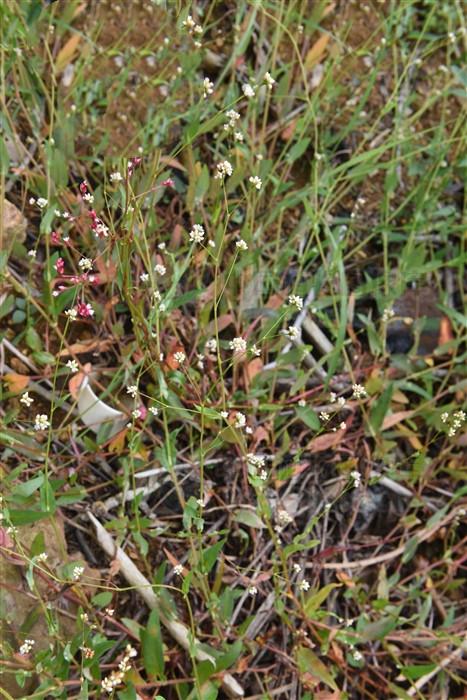 雀翘见过吗清热解毒止痒治带状疱疹皮炎皮肤瘙痒症