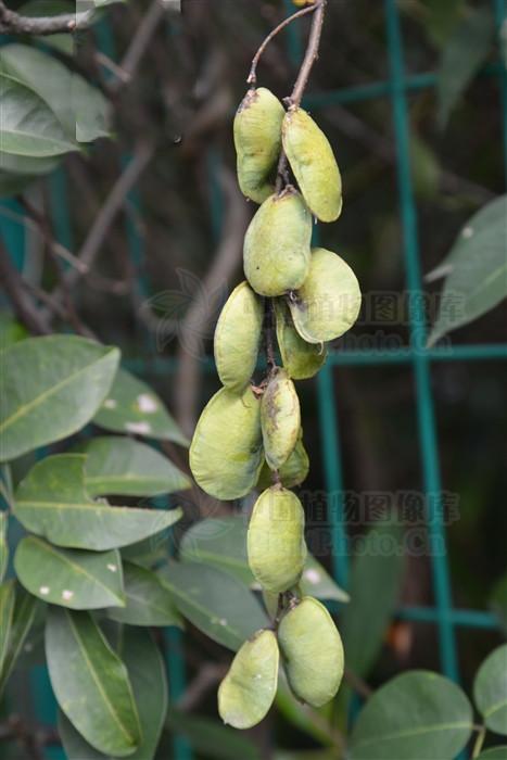 鱼藤,见过吗?大毒!外用治湿疹,癣症