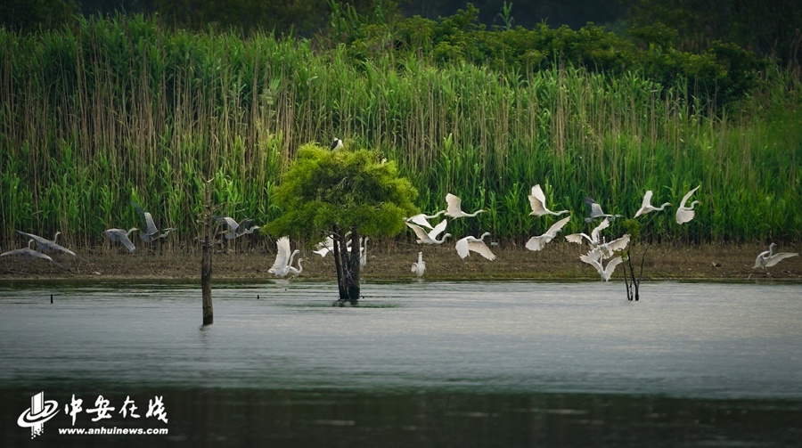 安徽合肥:水源生态美 鹭鸟栖息地【组图】