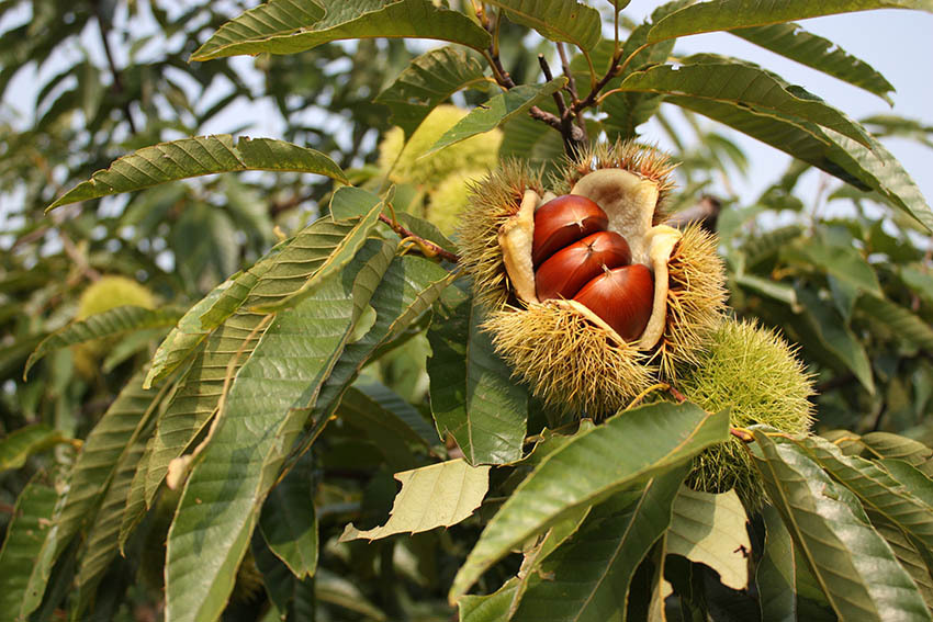 丹东凤城板栗:软糯香甜 唇齿留香