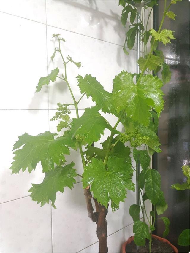 准备一个大花盆,光照充足,果子一串串|花盆|盆栽葡萄|阳台_新浪新闻