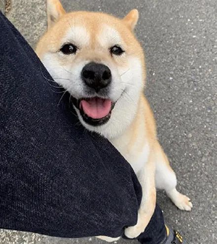 为了避暑,狗子挖个坑把自己埋了,被抓到后认错的样子好搞笑!