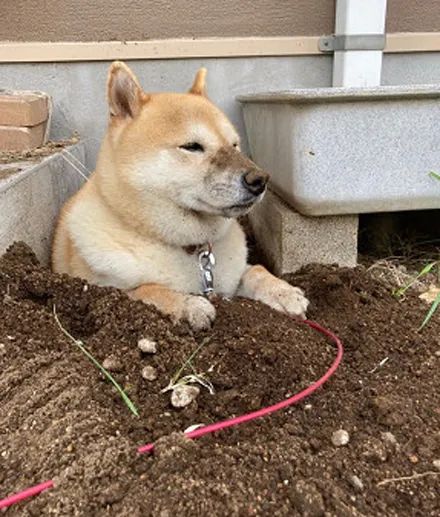 为了避暑,狗子挖个坑把自己埋了,被抓到后认错的样子好搞笑!