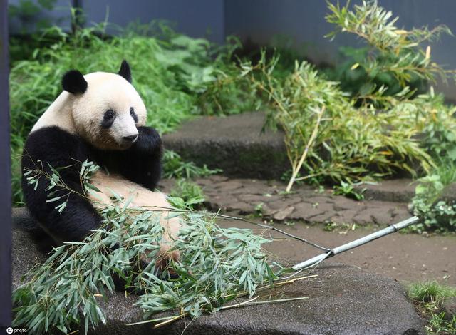 日本上野动物园开放大熊猫香香亮相吃竹子萌态百出