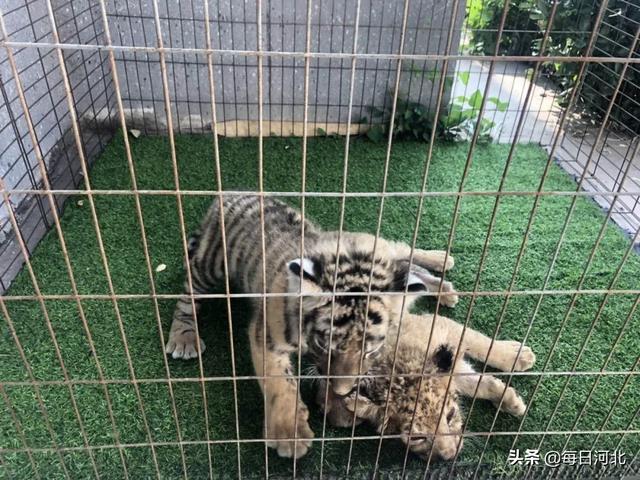 万水千山粽是情狮虎幼儿园袋鼠馆于端午节盛装亮相