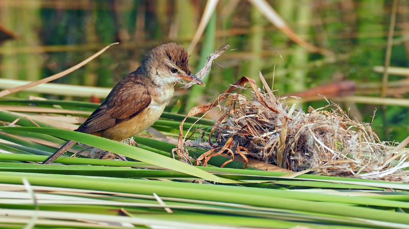 大苇莺,黄苇鳽回巢发现家被拆了,奥森公园:割芦苇已暂停