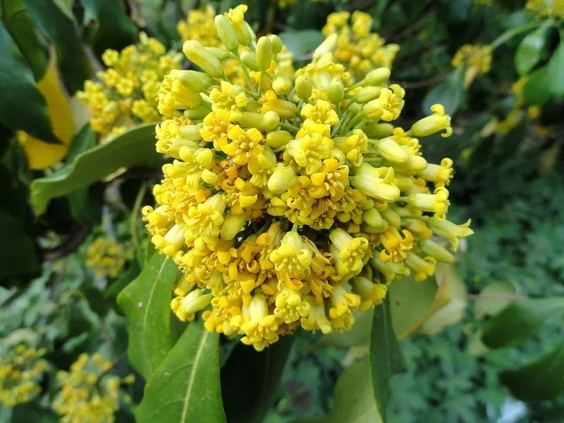 万里香,短萼海桐pittosporum brevicalyx.