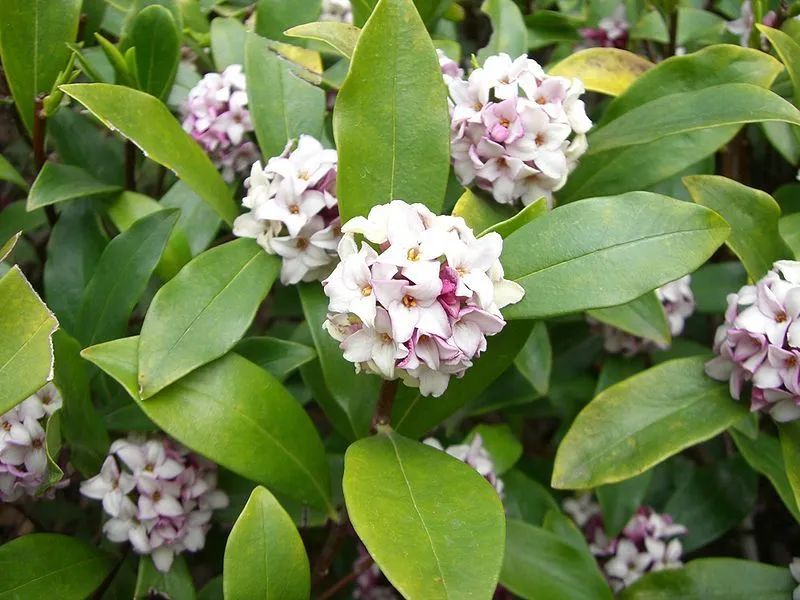 图片:miya / wikimedia万里香,短萼海桐pittosporum brevicalyx.