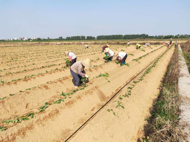 工人在种植红薯