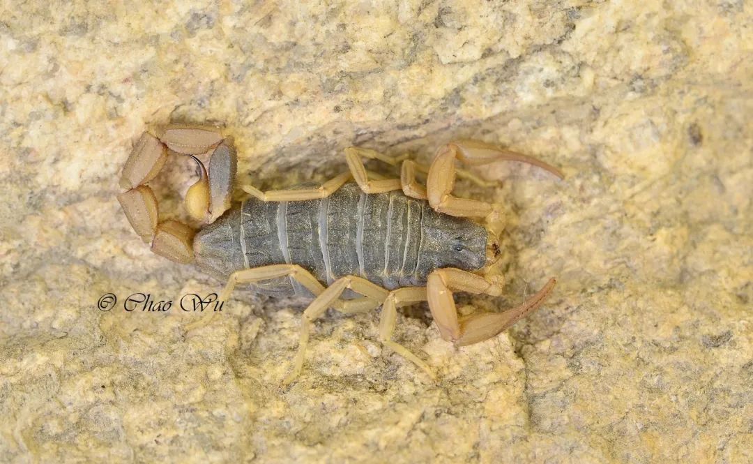 要么就只有东亚钳蝎mesobuthus martensii(也被称为马氏正钳蝎)这一个