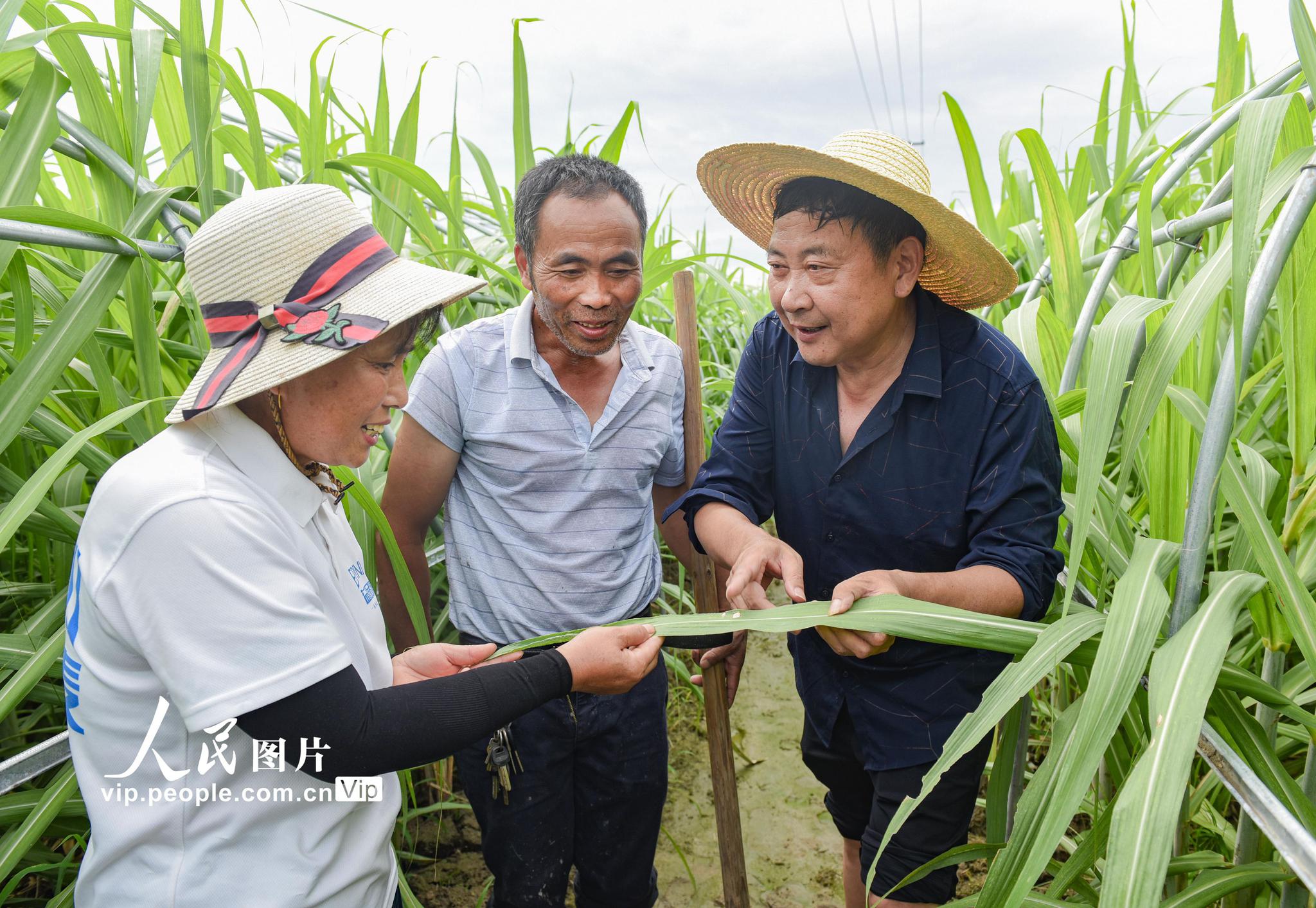 村支书直播"带货"