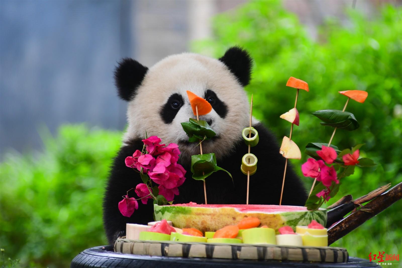 大熊猫端午大餐,粽子一口一个
