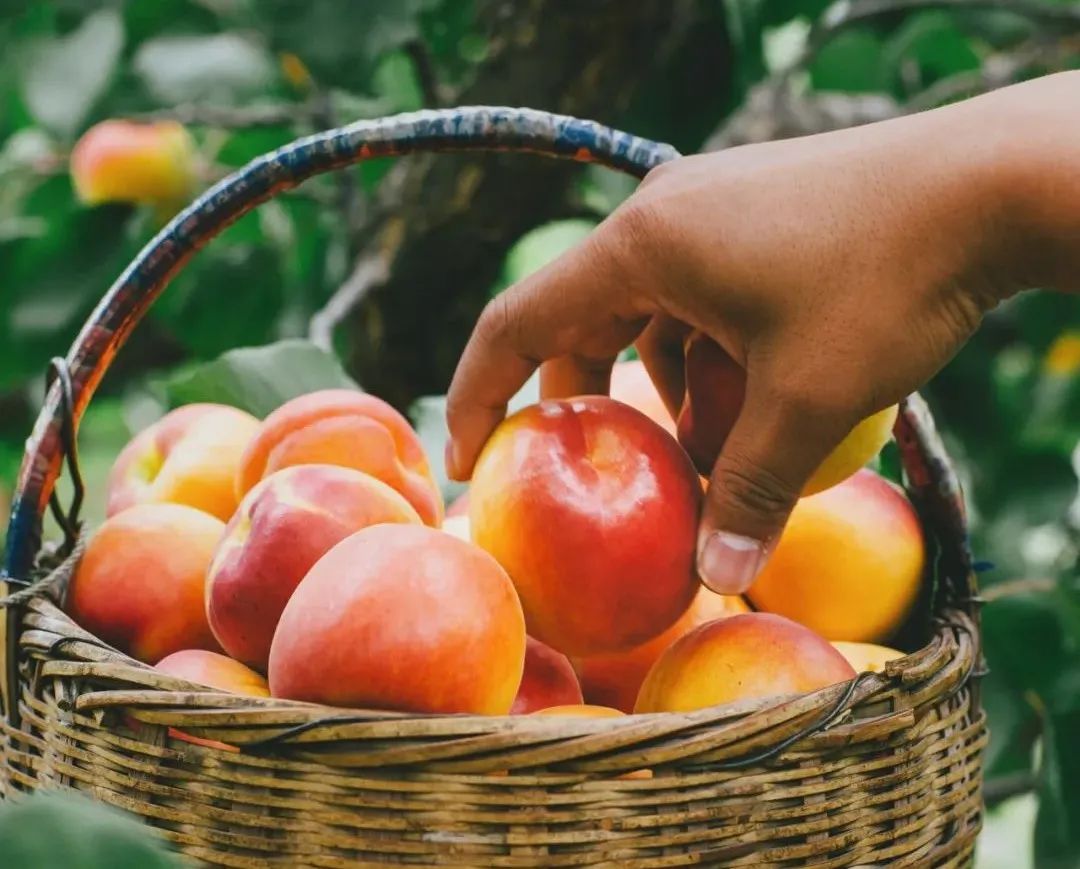 作善降祥!杏子吃了有什么好处和坏处"春意盎然"-第1张图片-何蜜网