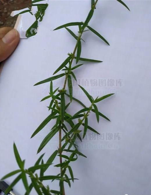 虾子草,见过吗?能清热解毒,消肿止痛