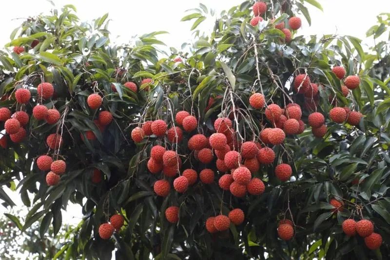 奥荔荔荔荔荔荔荔荔给!|广州_新浪新闻