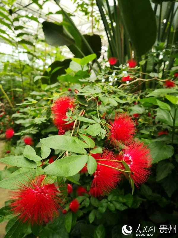 女儿红 张楠 摄