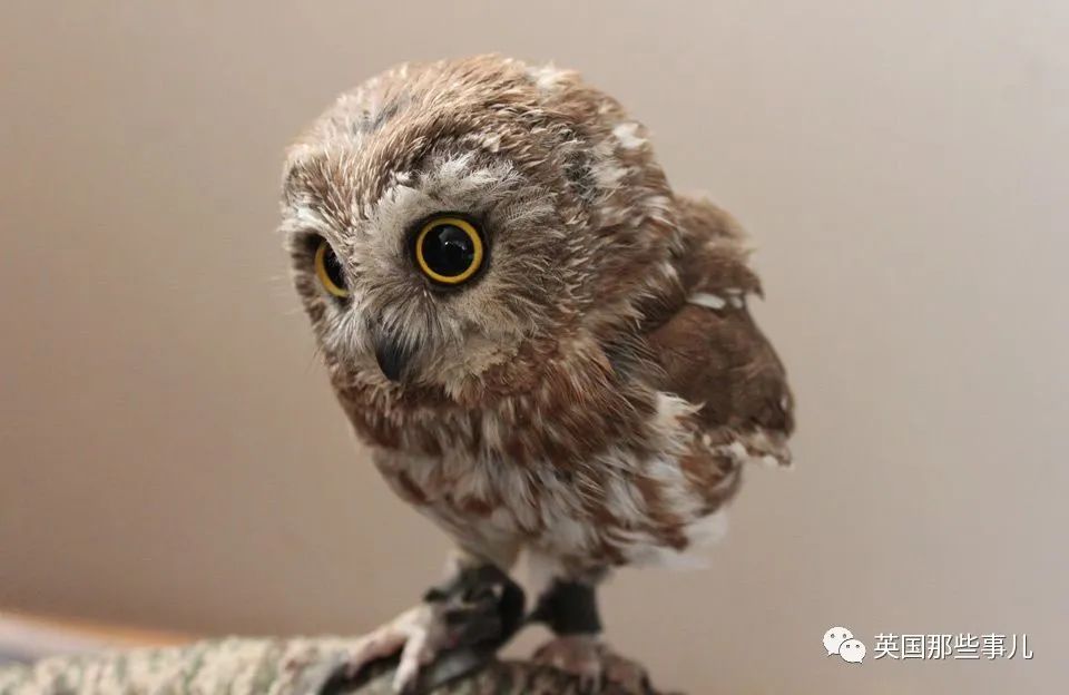 猫头鹰宝宝趴着睡觉居然是因为脑袋太大这也过分可爱了吧