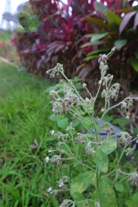 别名紫背倒提壶,肥儿宝,那猪草,红头草.