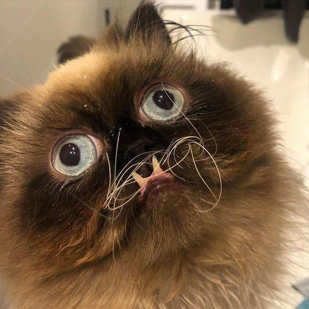 丑萌"残障猫"走红网络,表情丰富,龅牙弯须惹人爱