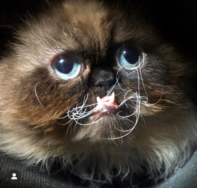 丑萌"残障猫"走红网络,表情丰富,龅牙弯须惹人爱