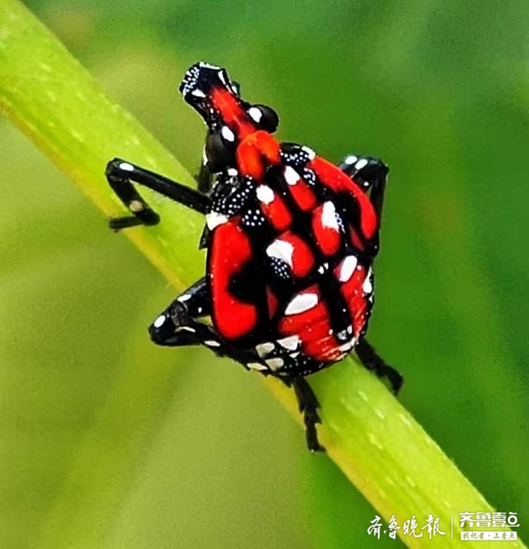 此花姑娘非彼花姑娘你有没有见过它