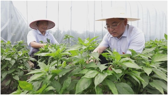 驻村扶贫工作队长马大虎:端午节无休 坚守设施农业