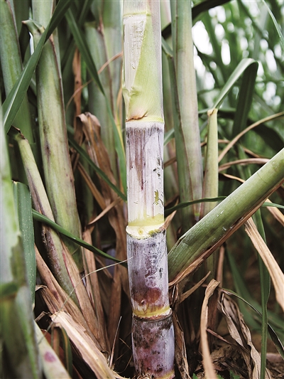 幸福生活"蔗"里有 甜蜜事业"奏凯歌"|甘蔗|柳城县|蔗农_新浪新闻