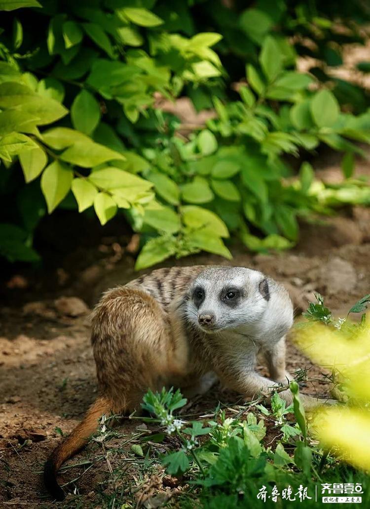 趴在地上休息的小狐獴,警惕性很高
