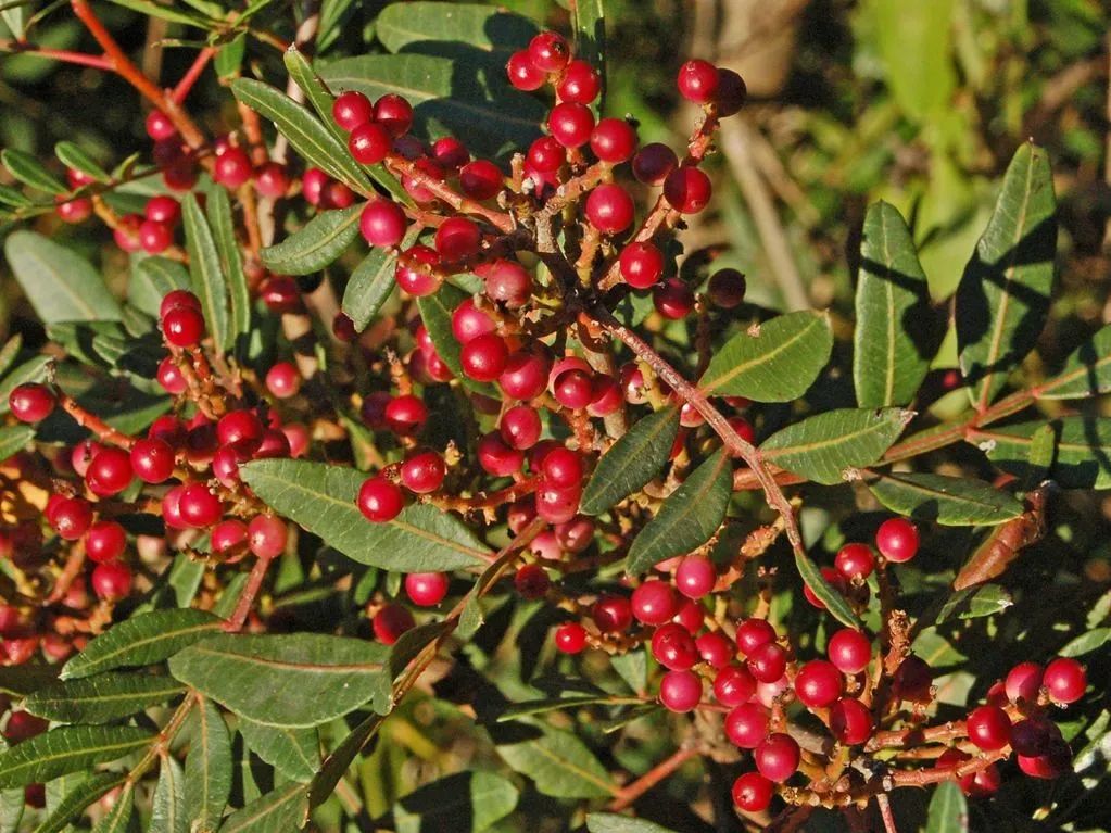 乳香黄连木和阿月浑子一样,最初也生长在地中海沿岸地区.