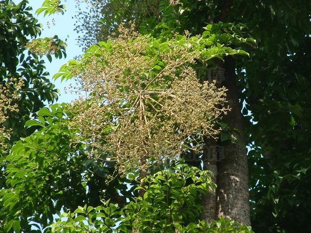幌伞枫见过吗能凉血解毒消肿止痛