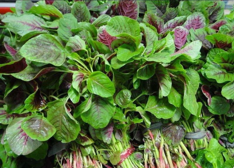 苋菜|鸡精|客家人_新浪新闻