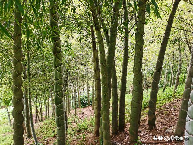 安徽金寨大山里发现成片龙鳞竹很多人一辈子都没见过实属罕见