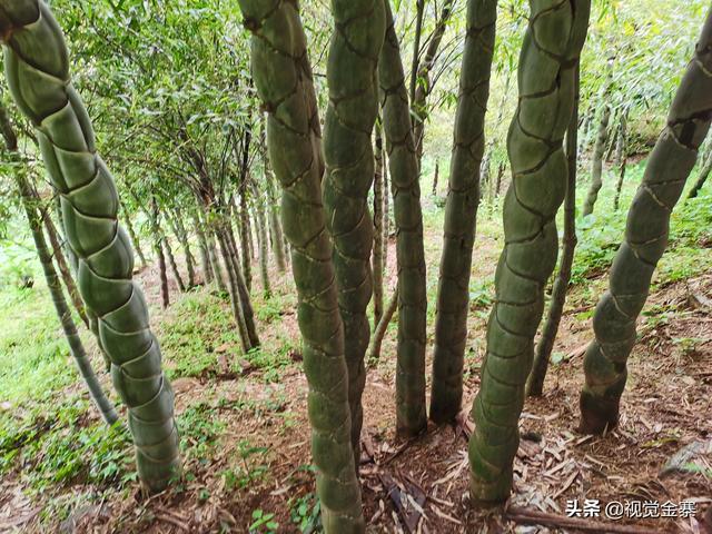 安徽金寨大山里发现成片龙鳞竹很多人一辈子都没见过实属罕见