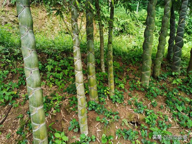 安徽金寨大山里发现成片龙鳞竹很多人一辈子都没见过实属罕见