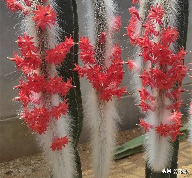 绚丽猴尾柱长得像猴尾巴一条尾巴能开几十朵超美又好养