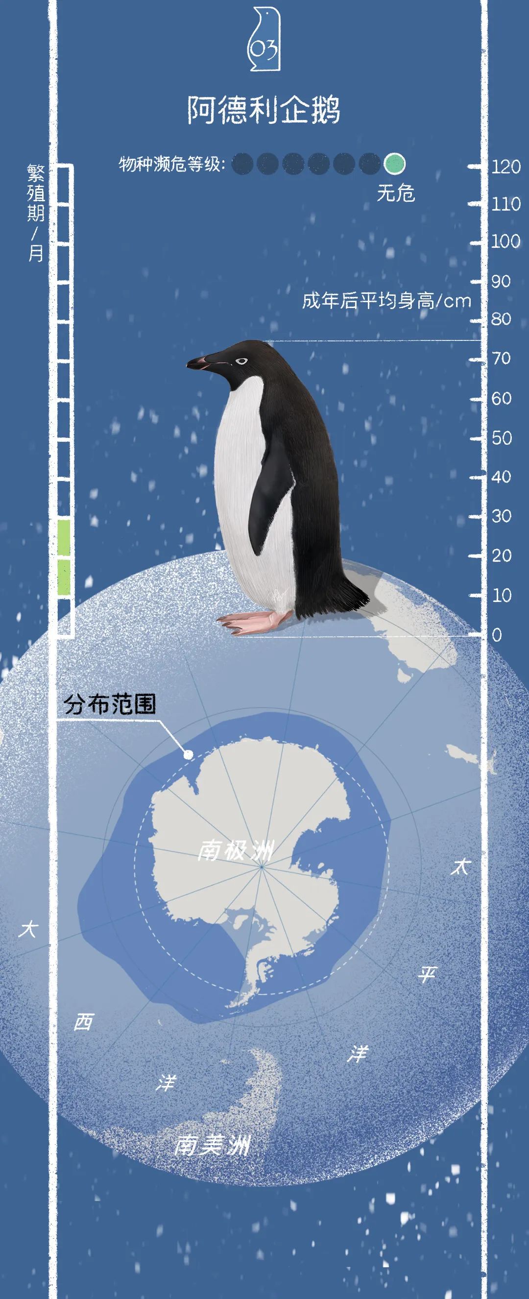 【企鹅的前世今生】早在16世纪地理大发现时期,人们就在新西兰